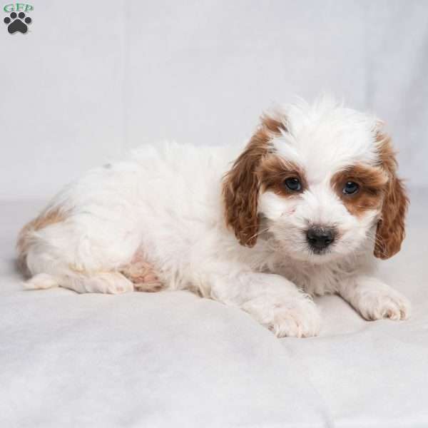 Franklyn, Cavapoo Puppy